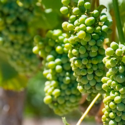California grapes from Paso Robles Vineyards