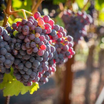 grenache wine grapes ripen in a vineyard in Sonoma County, California