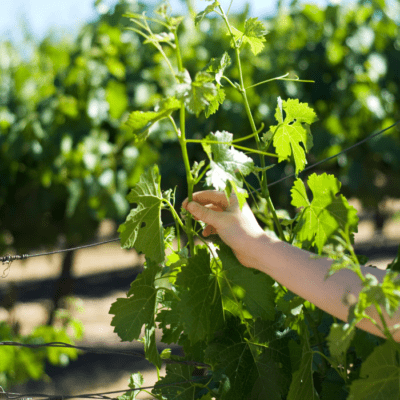 Paso Robles Vineyard - Vegan, Organic Wine